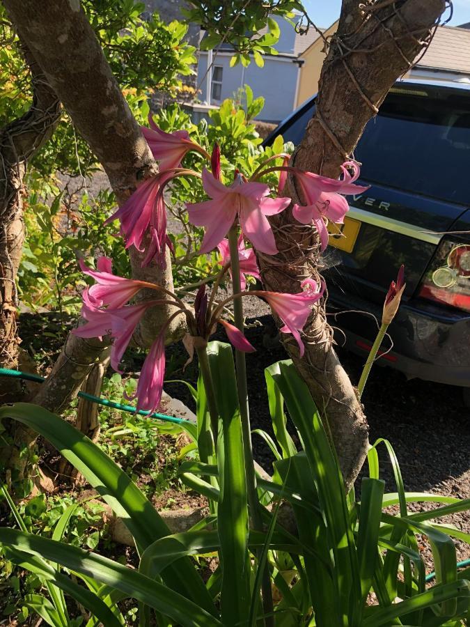 Hartree Guest House Newton Abbot Bagian luar foto